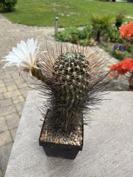 Lobivia ferox